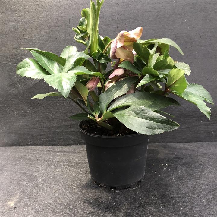 クリスマスローズ 氷の薔薇 4.5号 アーリーレッド｜山野04-PA | 草花