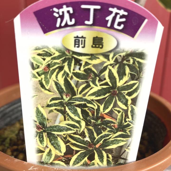 珍種！斑入り沈丁花 前島 4号｜花木04-PA | 花木・庭木 | 赤塚植物園