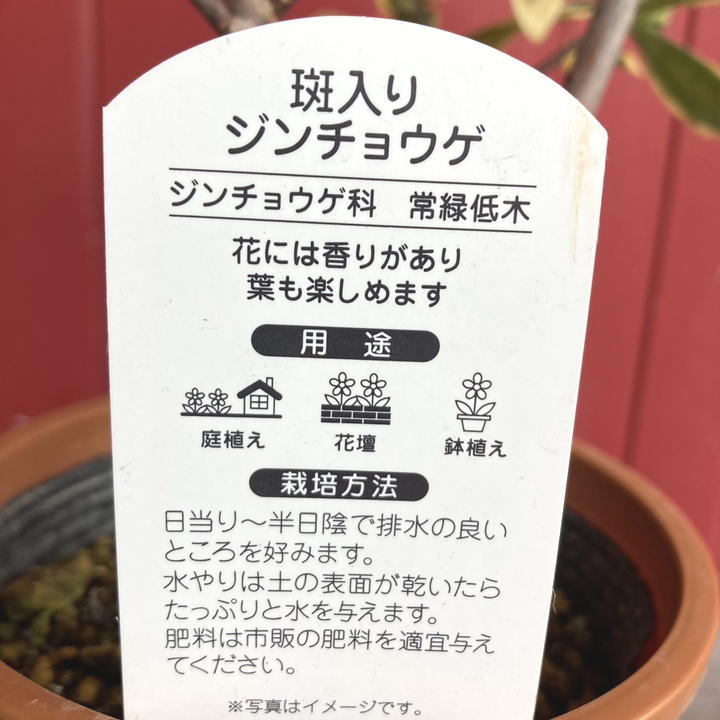 珍種！斑入り沈丁花 前島 4号｜花木04-PA | 花木・庭木 | 赤塚植物園