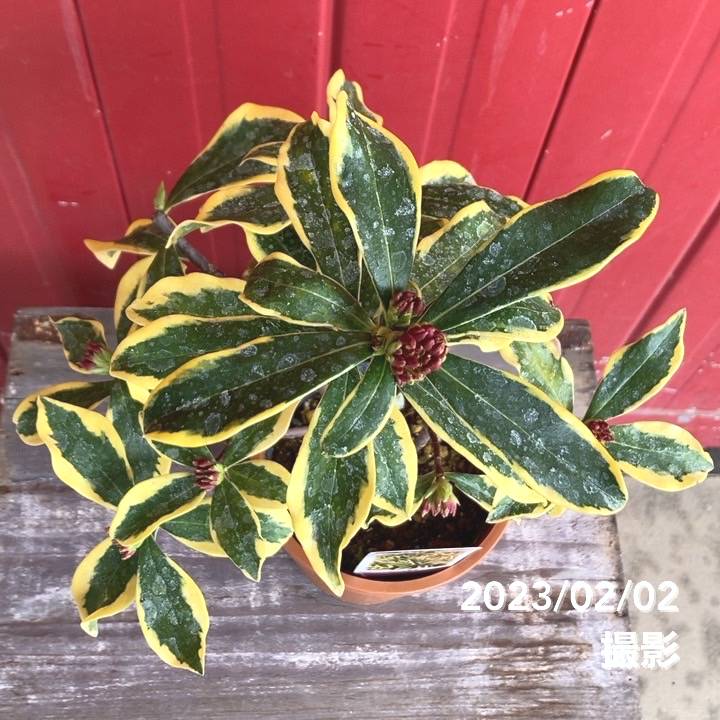 珍種！斑入り沈丁花 前島 4号｜花木04-PA | 花木・庭木 | 赤塚