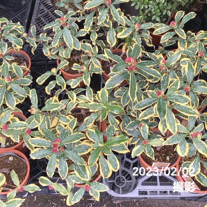 珍種！斑入り沈丁花 前島 4号｜花木04-PA | 花木・庭木 | 赤塚植物園