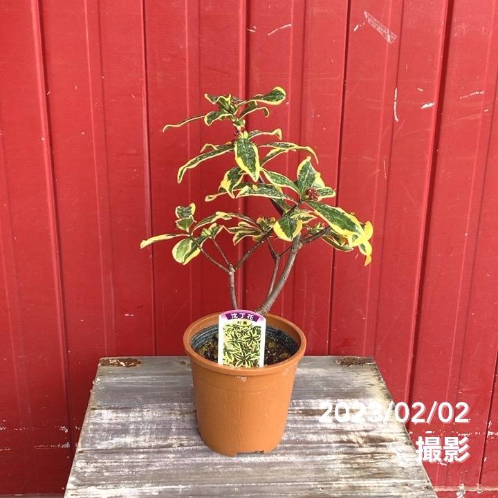 珍種！斑入り沈丁花 前島 4号｜花木04-PA | 花木・庭木 | 赤塚植物園
