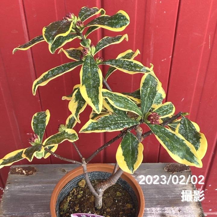 珍種！斑入り沈丁花 前島 4号｜花木04-PA | 花木・庭木 | 赤塚植物園