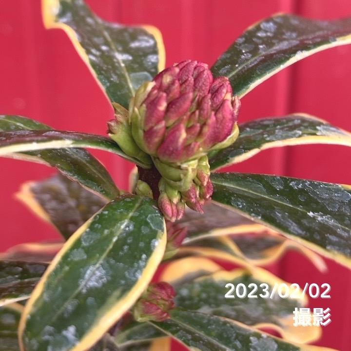珍種！斑入り沈丁花 前島 4号｜花木04-PA | 花木・庭木 | 赤塚植物園