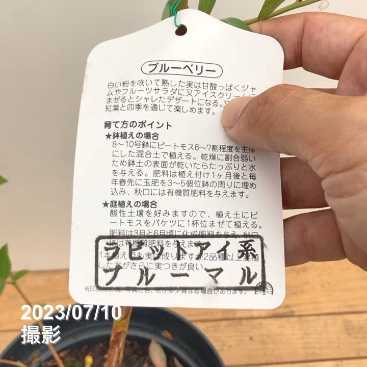 数量限定】ブルーベリー大株 ラビットアイ系 ブルーマル 6号｜果樹10