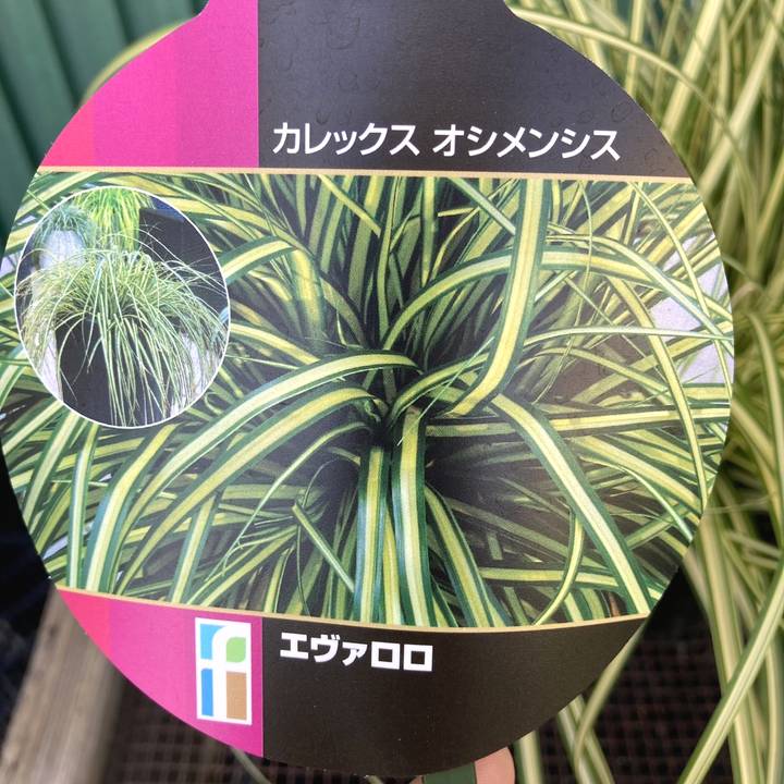 カレックス オシメンシス エヴァロロ 5号 PVP｜草花04-PA | すべての