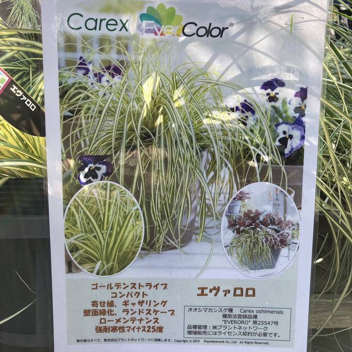 カレックス オシメンシス エヴァロロ 5号 PVP｜草花04-PA | すべての