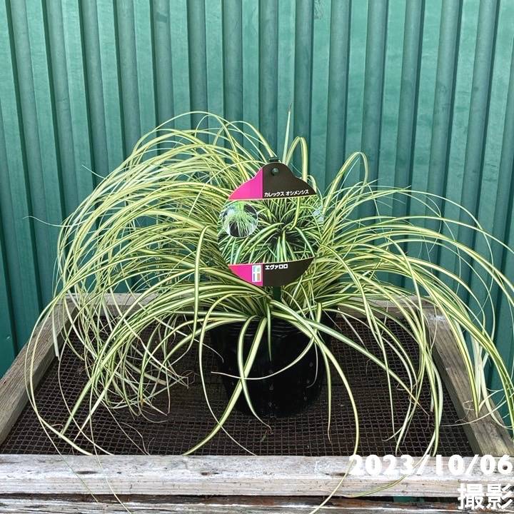 花類 Night Phlox 'Midnight Candy' seeds - Zaluzianskya capensis