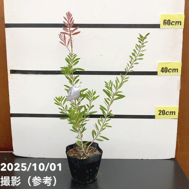 カリステモン ホワイトアルマ 5号 ※お届けに10日程度かかる場合が