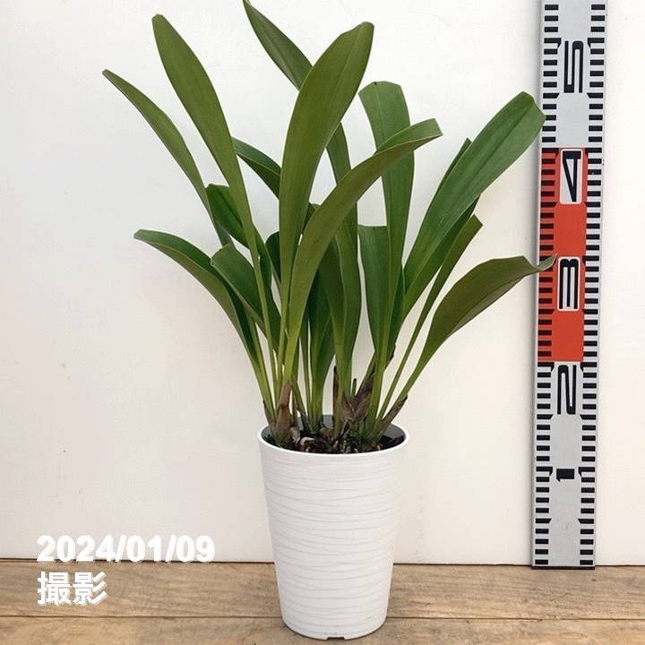 決算P5倍！10%OFF！8/2まで】＜花芽3～4個＞デボニアナム 5号