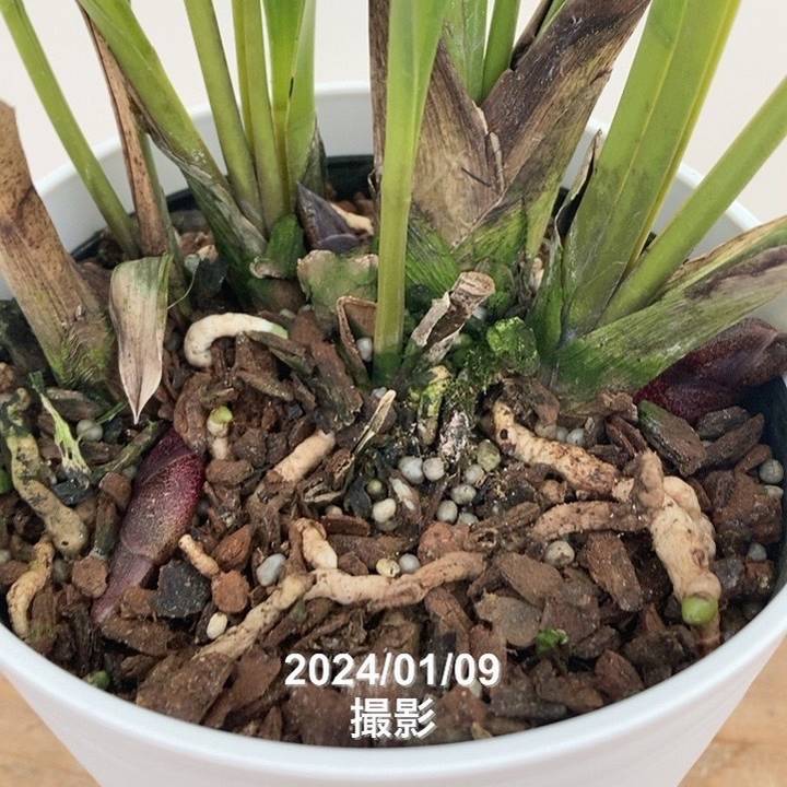 花芽3～4個＞デボニアナム 5号｜ミツバチ蘭｜洋蘭10-TU | 草花,蘭