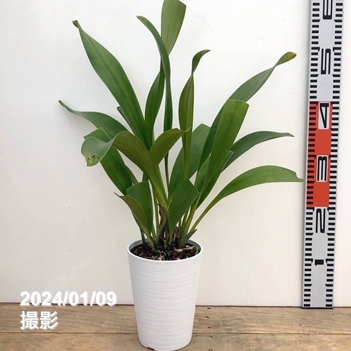 花芽3～4個＞デボニアナム 5号｜ミツバチ蘭｜洋蘭10-TU | 草花,蘭