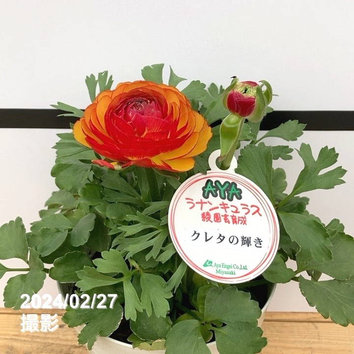 決算P5倍！8/2まで】ラナンキュラス 5号 クレタの輝き｜草花04-PA