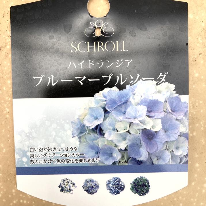 ハイドランジア ブルーマーブルソーダ 3.5号｜花木04-PA | 花木・庭木