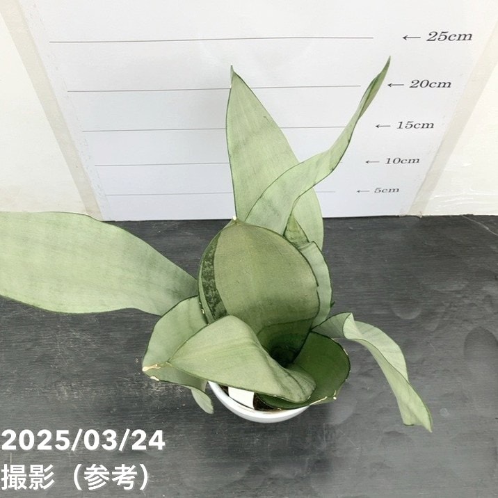 サンスベリア　ムーンシャイン　卵形陶器鉢　植え込み発送 サンスベリア ムーンシャイン 陶器鉢 植え込み発送