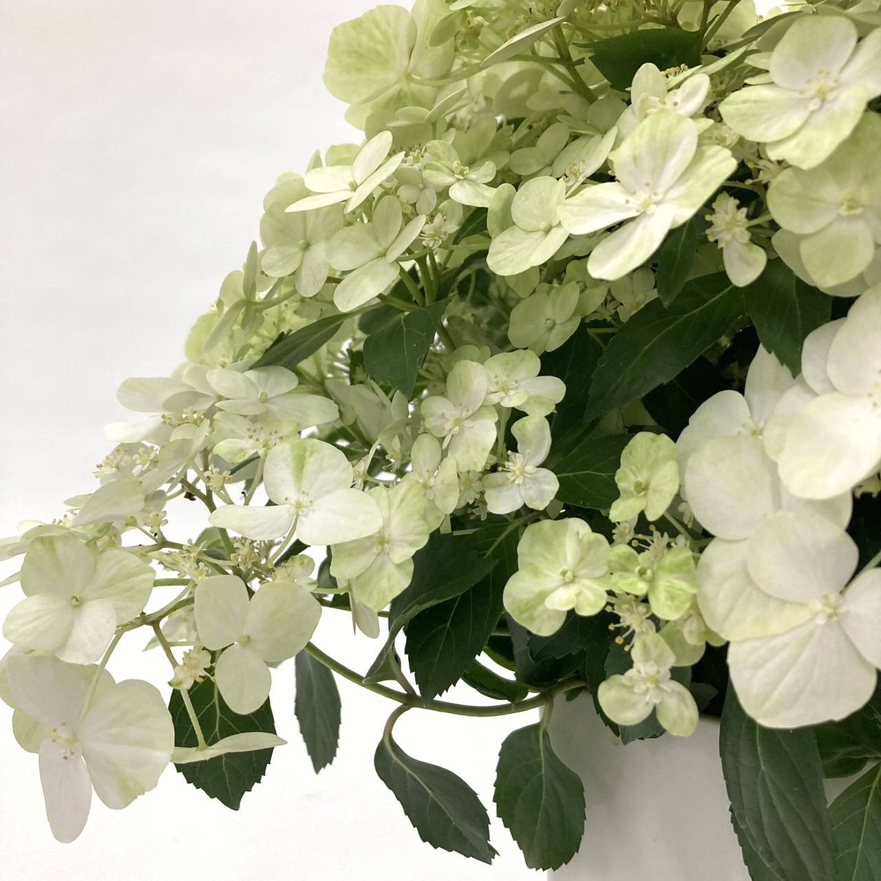 送料無料]ラグランジア（アジサイ）：シャンデリーニ8号鉢植え