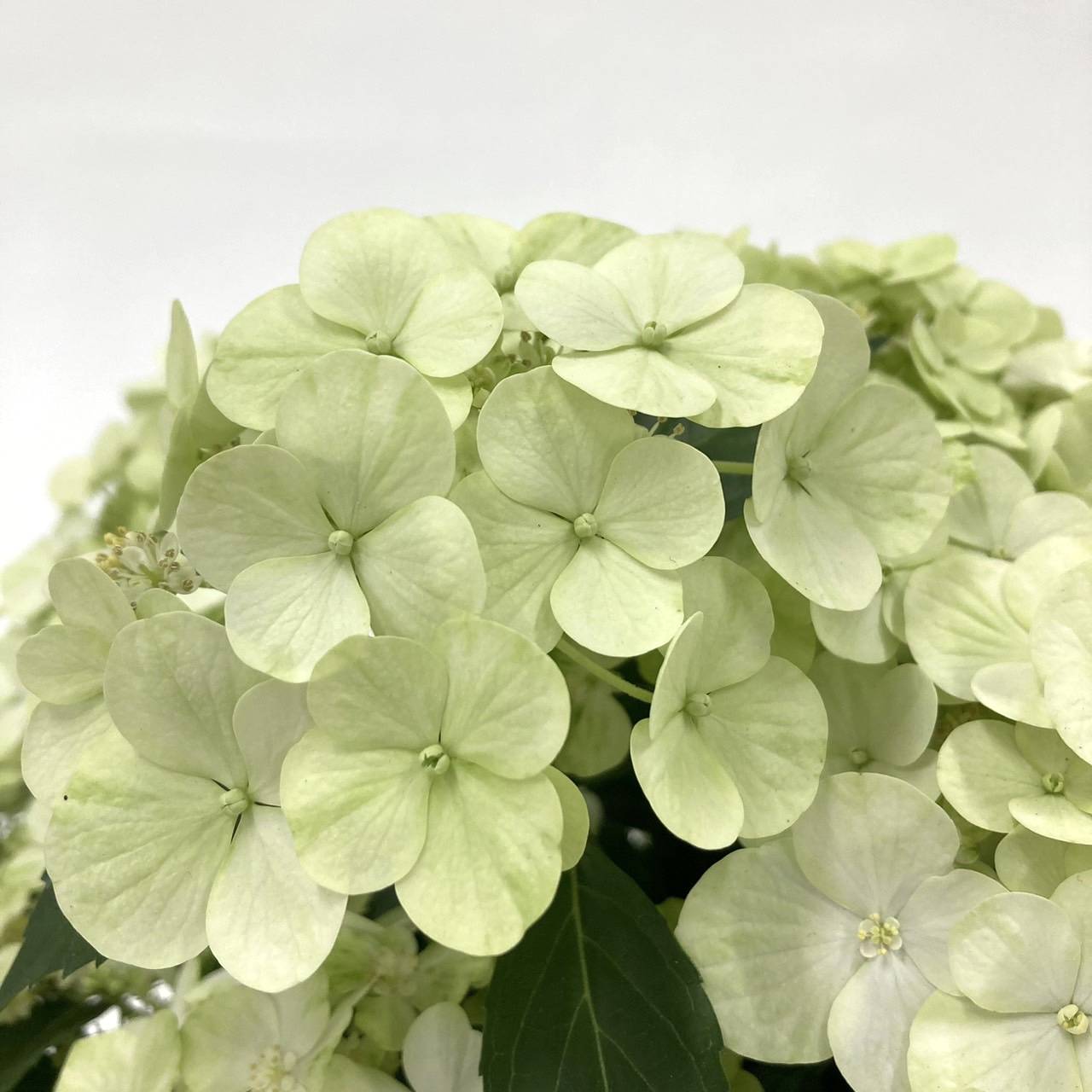 花様確認用 PW ラグランジア シャンデリーニ 7号角鉢｜鉢花04-PA | 花木・庭木