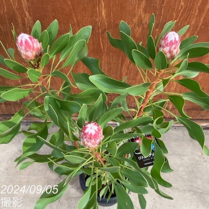 現品】花芽付き 花苗 プロテア スペシャルピンクアイス 6号鉢 ④