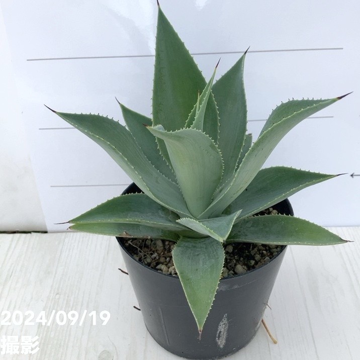 アガベ 3.5号 ブルーヘイズ｜観葉01-D1 | 観葉・多肉,アガベ | 赤塚