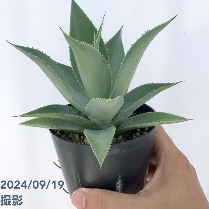 アガベ 3.5号 ブルーヘイズ｜観葉01-D1 | 観葉・多肉,アガベ | 赤塚