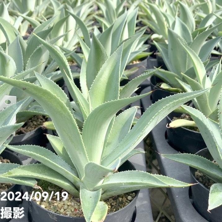 アガベ 3.5号 ブルーヘイズ｜観葉01-D1 | 観葉・多肉,アガベ | 赤塚