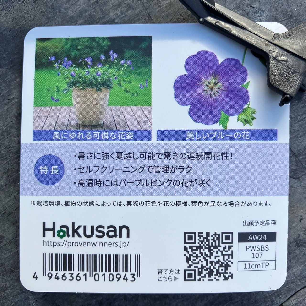PW ゲラニウム ブルームミー 11cmロングポット×2鉢セット｜草花04-PA