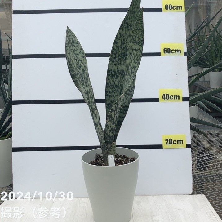 現品お届け】サンスベリア 7号 アブリティアナ 白プラ鉢仕様（S96