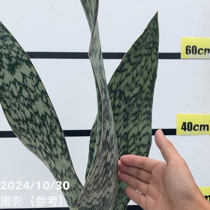 現品お届け】サンスベリア 7号 アブリティアナ 白プラ鉢仕様（S96