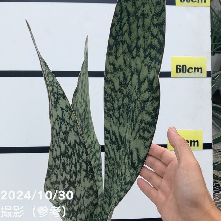 期間限定10％OFF！】【現品お届け】サンスベリア 7号 アブリティアナ