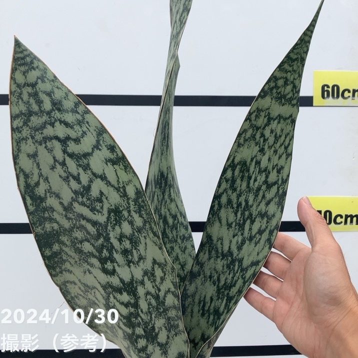 期間限定10％OFF！】【現品お届け】サンスベリア 7号 アブリティアナ