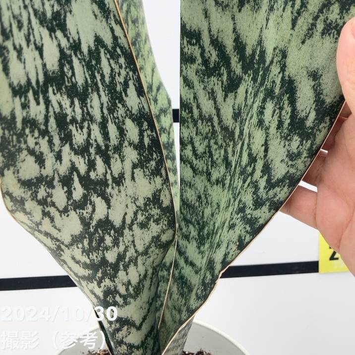 期間限定10％OFF！】【現品お届け】サンスベリア 7号 アブリティアナ