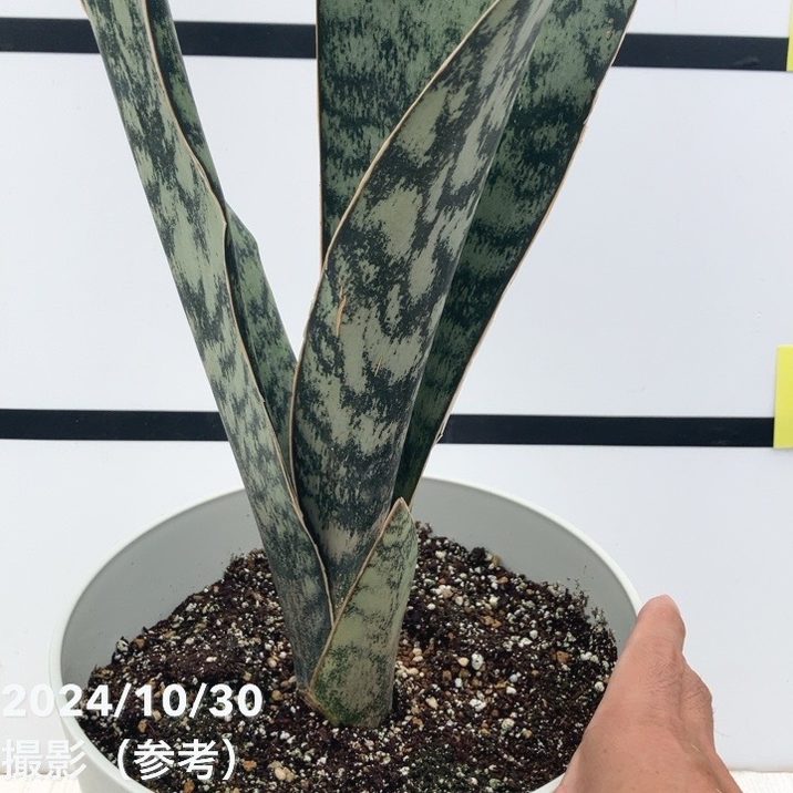 期間限定10％OFF！】【現品お届け】サンスベリア 7号 アブリティアナ