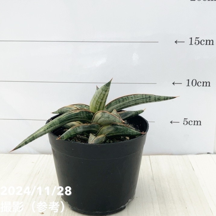 期間限定10％OFF！】【現品お届け】サンスベリア 3.5号 Lav.1970