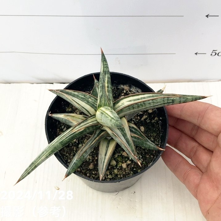 期間限定10％OFF！】【現品お届け】サンスベリア 3.5号 Lav.1970