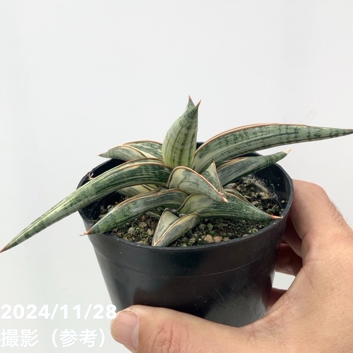 期間限定10％OFF！】【現品お届け】サンスベリア 3.5号 Lav.1970