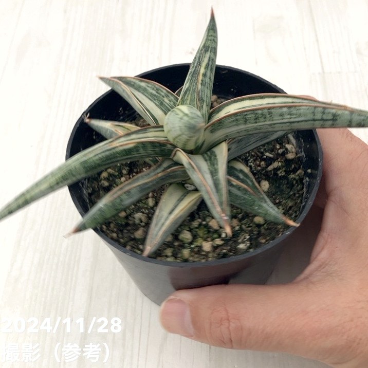 期間限定10％OFF！】【現品お届け】サンスベリア 3.5号 Lav.1970