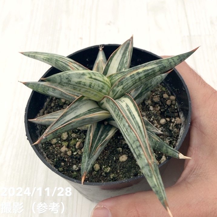 期間限定10％OFF！】【現品お届け】サンスベリア 3.5号 Lav.1970