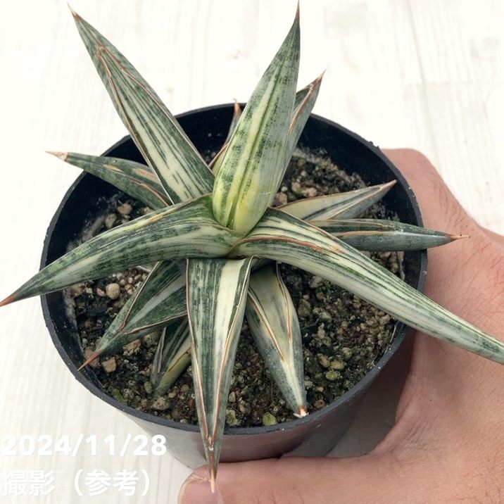 サンスベリア・ラブラノス1970斑入り1