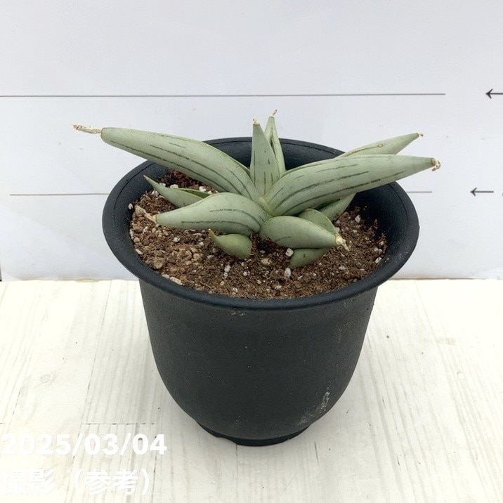 激レア サンスベリア Mecufi Mozambique ① サンセベリア 激レア