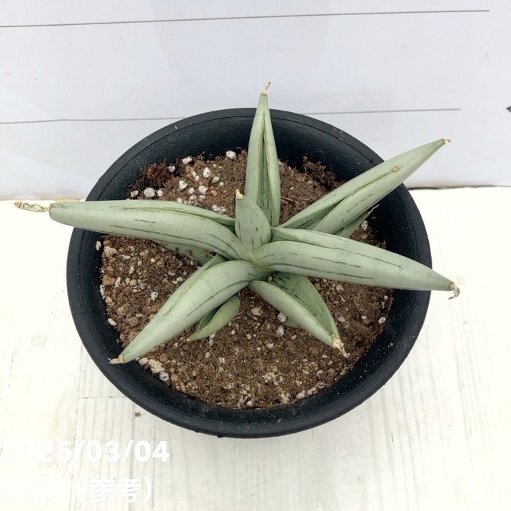 YAMA　ベンガレンシス+アグラオネマ＋水耕栽培のサンスベリアのセット販売 YAMA様専用 ベンガレンシス+アグラオネマ＋水耕栽培の