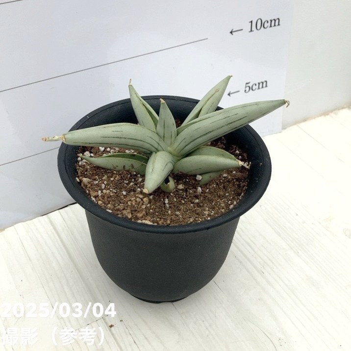 激レア サンスベリア Mecufi Mozambique サンセベリア 激レア サンスベリア Mecufi Mozambique ① サンセベリア