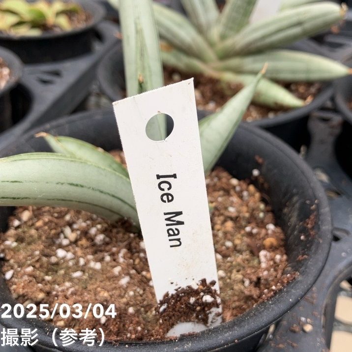 サンスベリア 3.5号 アイスマン Ice Man プラ鉢｜観葉02-D2