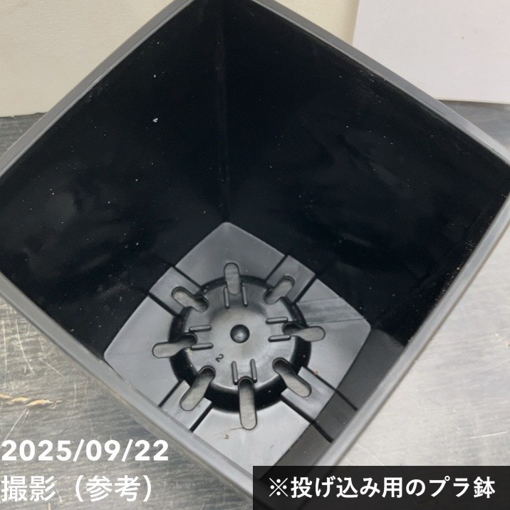 サンスベリア 3号角鉢 マッソニアナ 6-7cmポット投げ込み仕様｜観葉02