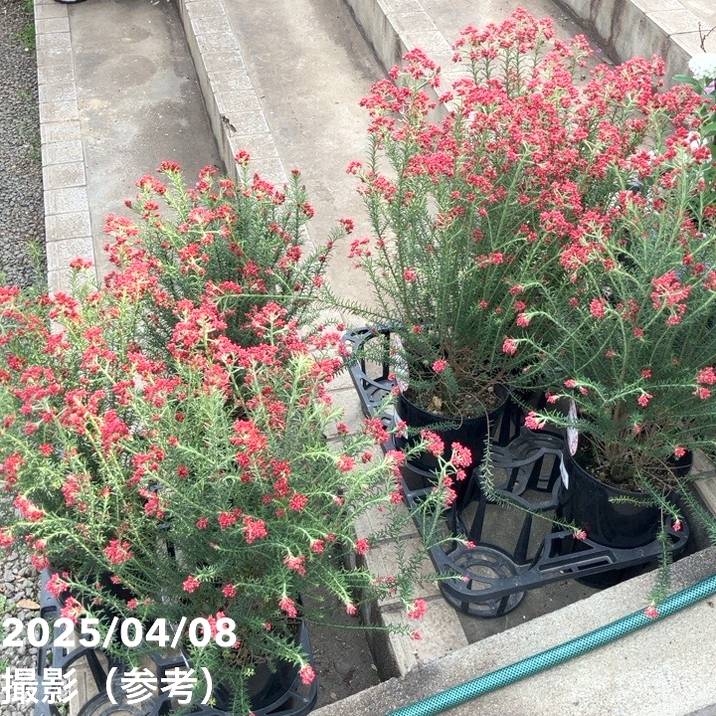 ライスフラワー キャンディレッド 5号｜花木04-PA | 花木・庭木 | 赤塚