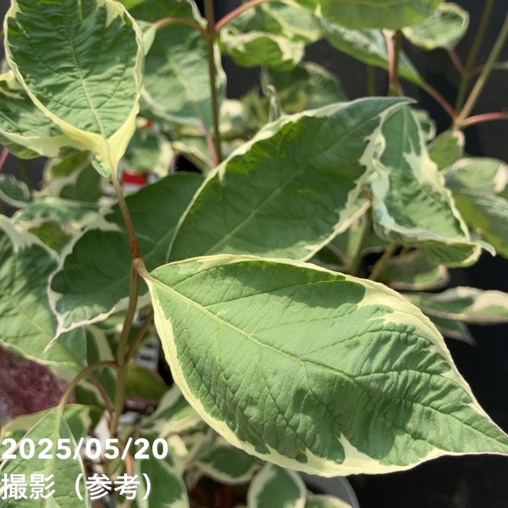 サンゴミズキ コルヌス アルバ ミラクル 5号｜花木04-PA | 花木・庭木