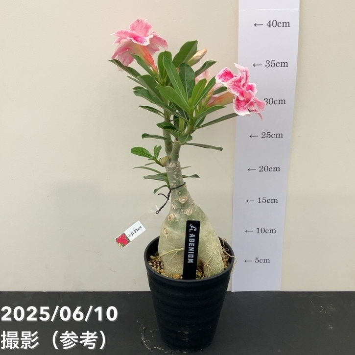 アデニウム オベスム 4号 Ji Phet（3）｜観葉01-D1 | 観葉・多肉