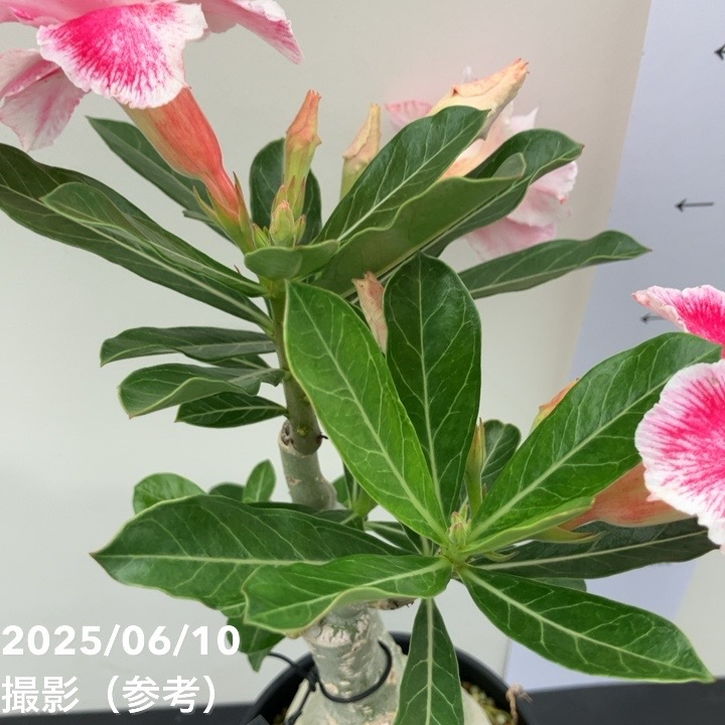 アデニウム オベスム 4号 Ji Phet（3）｜観葉01-D1 | 観葉・多肉