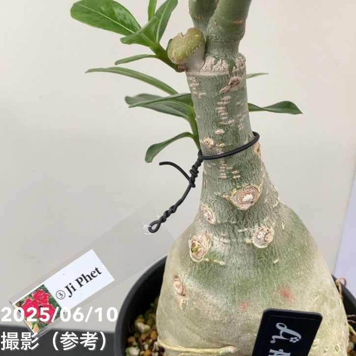 アデニウム オベスム 4号 Ji Phet（3）｜観葉01-D1 | 観葉・多肉