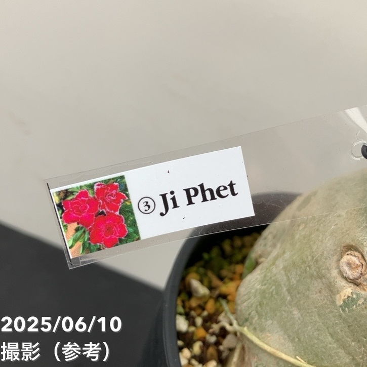 アデニウム オベスム 4号 Ji Phet(3)|観葉01-D1