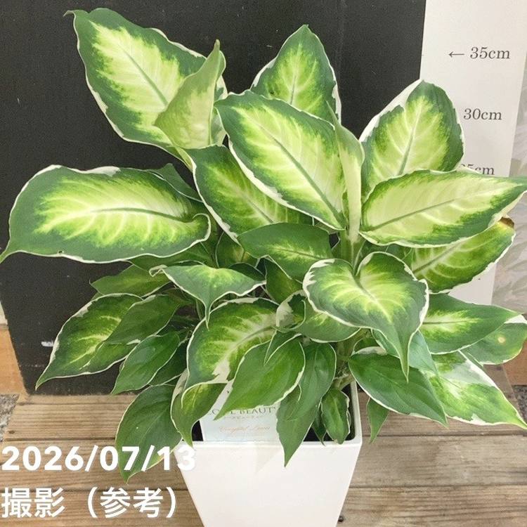 決算P5倍！8/2まで】ディフェンバキア クールビューティー 5号 PVP